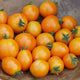 PILLAR™ CATCH ORANGE-TOMATO