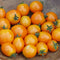 PILLAR™ CATCH ORANGE-TOMATO
