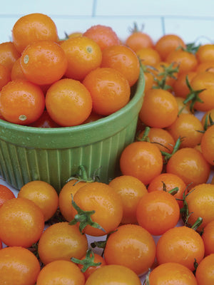 Close-up of Sungold cherry tomatoes in a green bowl showing bright apricot-orange, grape-sized fruits