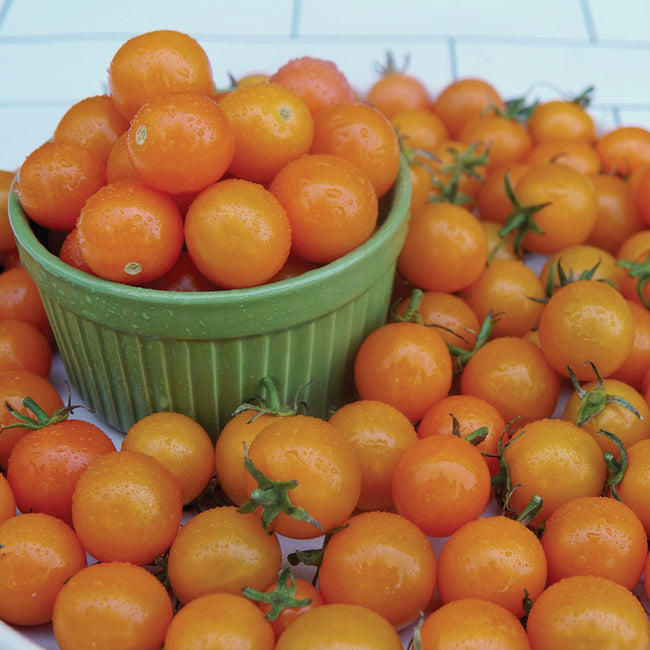 Close-up of Sungold cherry tomatoes in a green bowl showing bright apricot-orange, grape-sized fruits