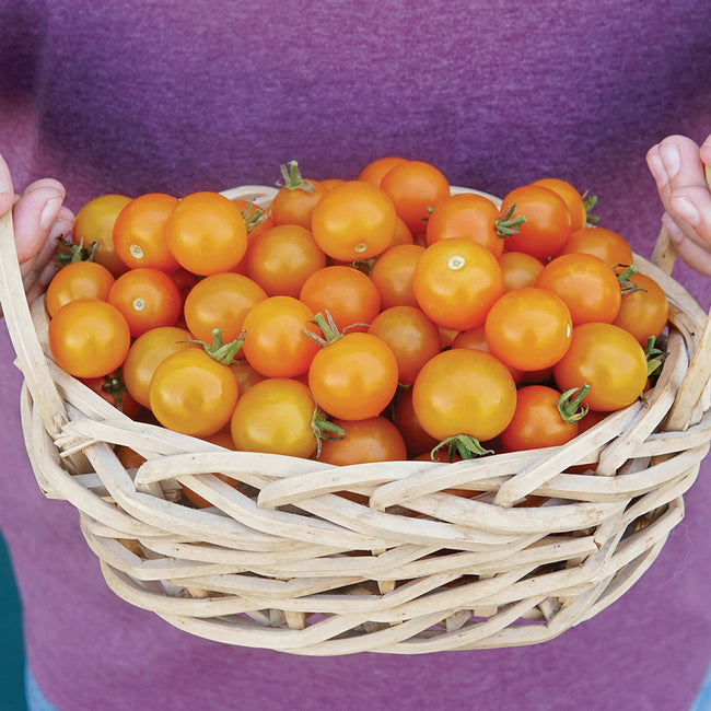 ORANGE PARUCHE-TOMATO