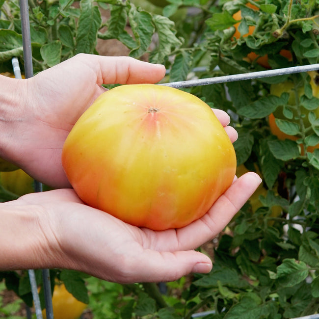 Hand holding a yellow/red tomato with a garden background