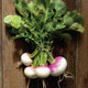 Top-down view of Fort Umpqua turnips showing pink-and-white roots and leafy green tops on a rustic wood background