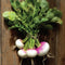 Top-down view of Fort Umpqua turnips showing pink-and-white roots and leafy green tops on a rustic wood background