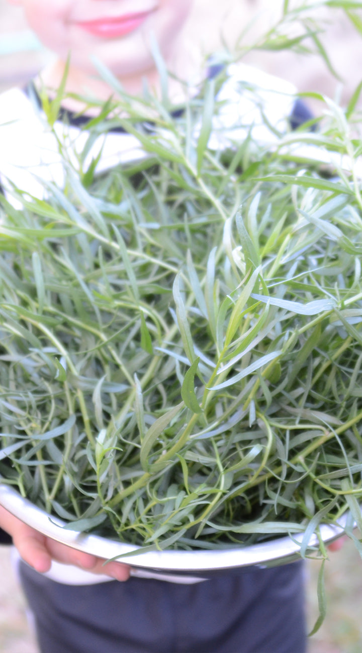 Person holding a bucket of green tarragon plants with a blurred background