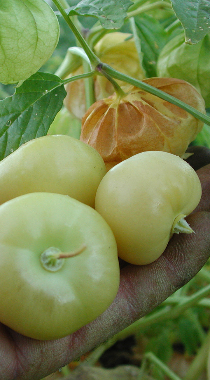Close-up of yellow Tomatillo fruits on a plant with a hand holding one fruit.