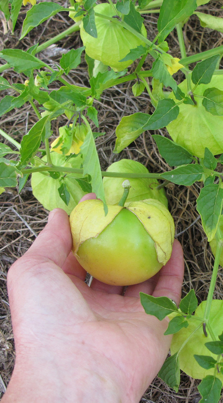 Hand holding a green Tomatillo with a plant in the background