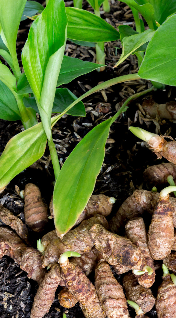 Young Turmeric plants with roots visible in soil
