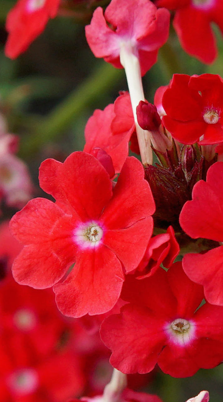 Close-up of bright red verbena flowers with a blurred background