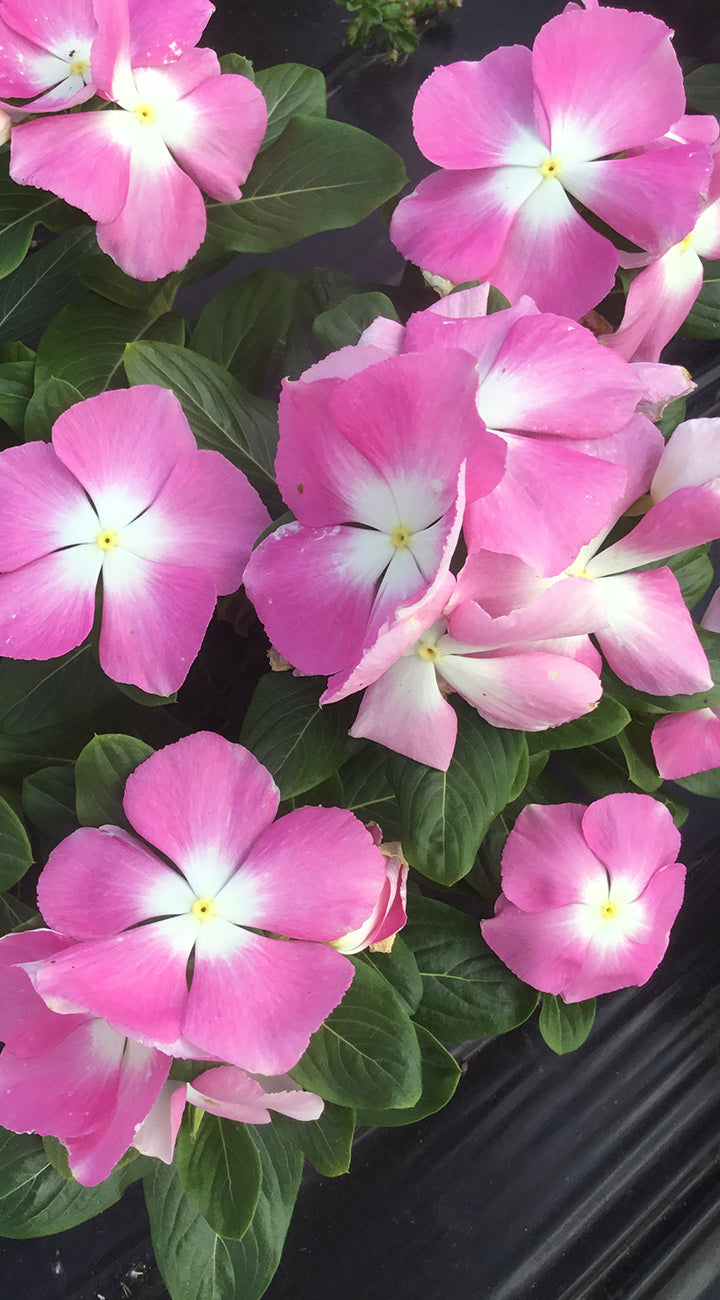 Close-up of pink and white vinca flowers with green leaves