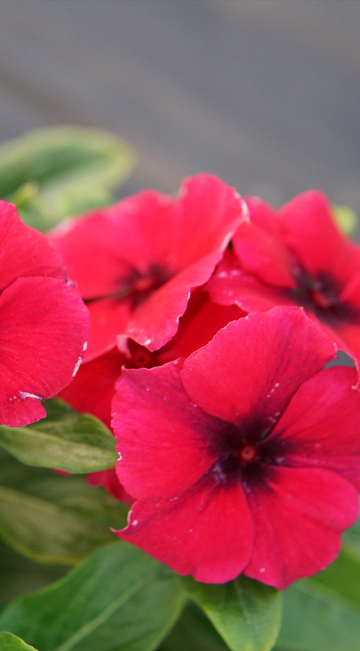 Close-up of bright red Vinca flowers with green leaves on a blurred background