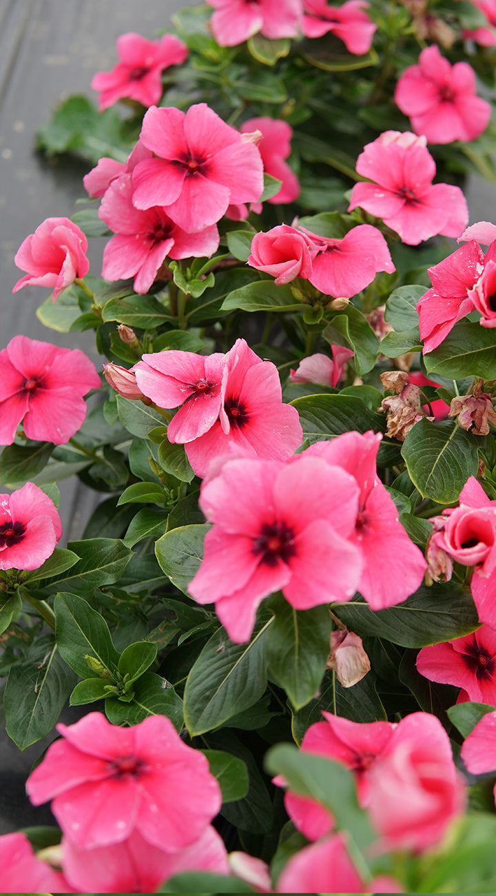 Close-up of pink Vinca flowers with green leaves
