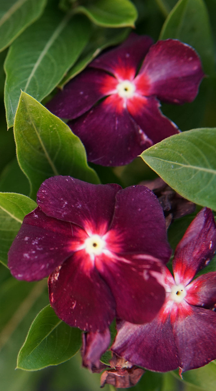 Close-up of Tattoo Black Cherry Vinca flowers showcasing deep cherry-black petals and pale star-shaped centers with green leaves