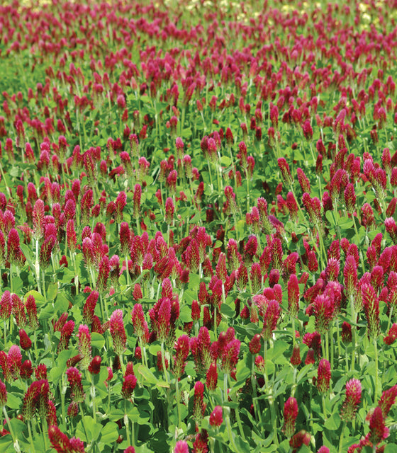 Close-up of crimson clover plants showcasing a dense carpet of crimson flower spikes with green trifoliate foliage