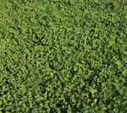 ECOEASE MICROCLOVER AND FESCUE LAWN MIX-MIX