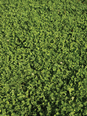 ECOEASE MICROCLOVER AND FESCUE LAWN MIX-MIX