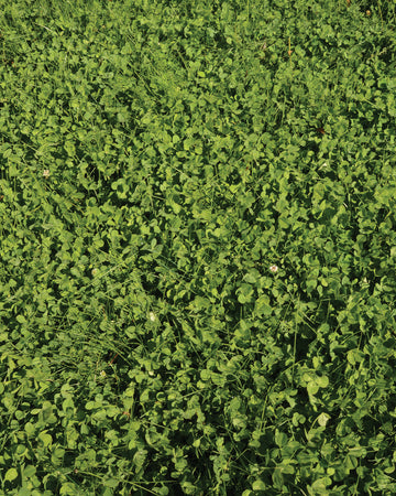 ECOEASE MICROCLOVER AND FESCUE LAWN MIX-MIX