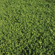 ECOEASE MICROCLOVER AND FESCUE LAWN MIX-MIX