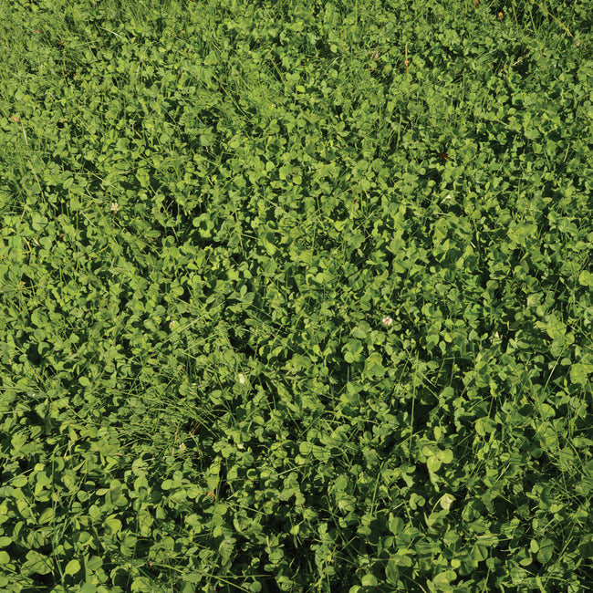 ECOEASE MICROCLOVER AND FESCUE LAWN MIX-MIX
