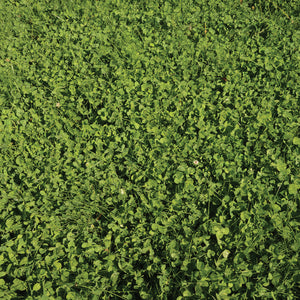 ECOEASE MICROCLOVER AND FESCUE LAWN MIX-MIX