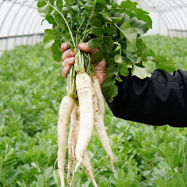 GROUNDHOG DAIKON RADISH COVER CROP