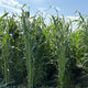 Front view of Piper sudangrass plants showcasing tall green stalks and dense leafy growth in a sunny field