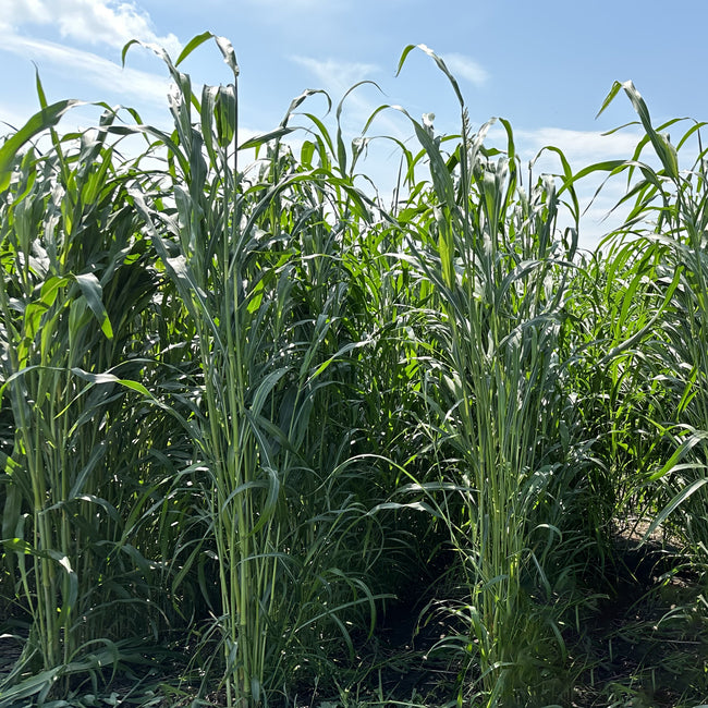 Front view of Piper sudangrass plants showcasing tall green stalks and dense leafy growth in a sunny field