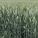 Close-up of Gunner triticale plants showcasing awnless seed heads and dense green stalks in a field