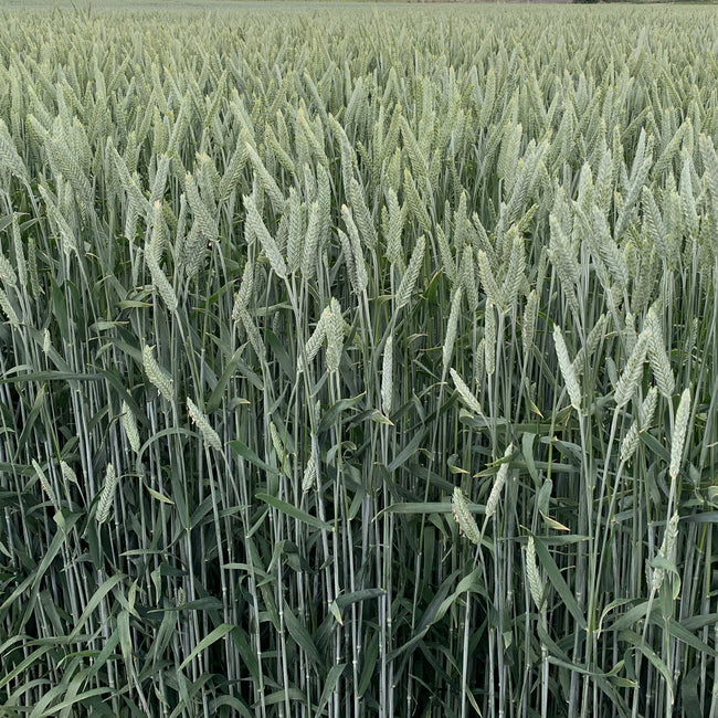 Close-up of Gunner triticale plants showcasing awnless seed heads and dense green stalks in a field