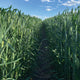 Front view of Gunner triticale field showing dense green stalks with a narrow central path