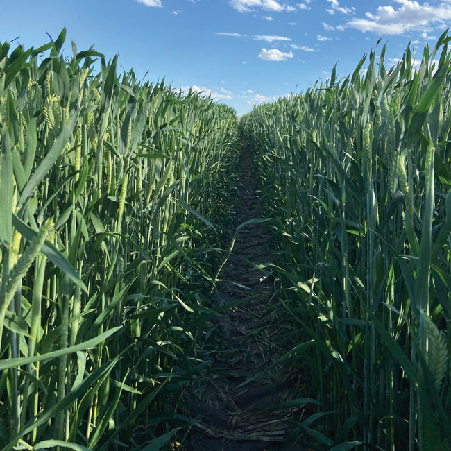 Front view of Gunner triticale field showing dense green stalks with a narrow central path