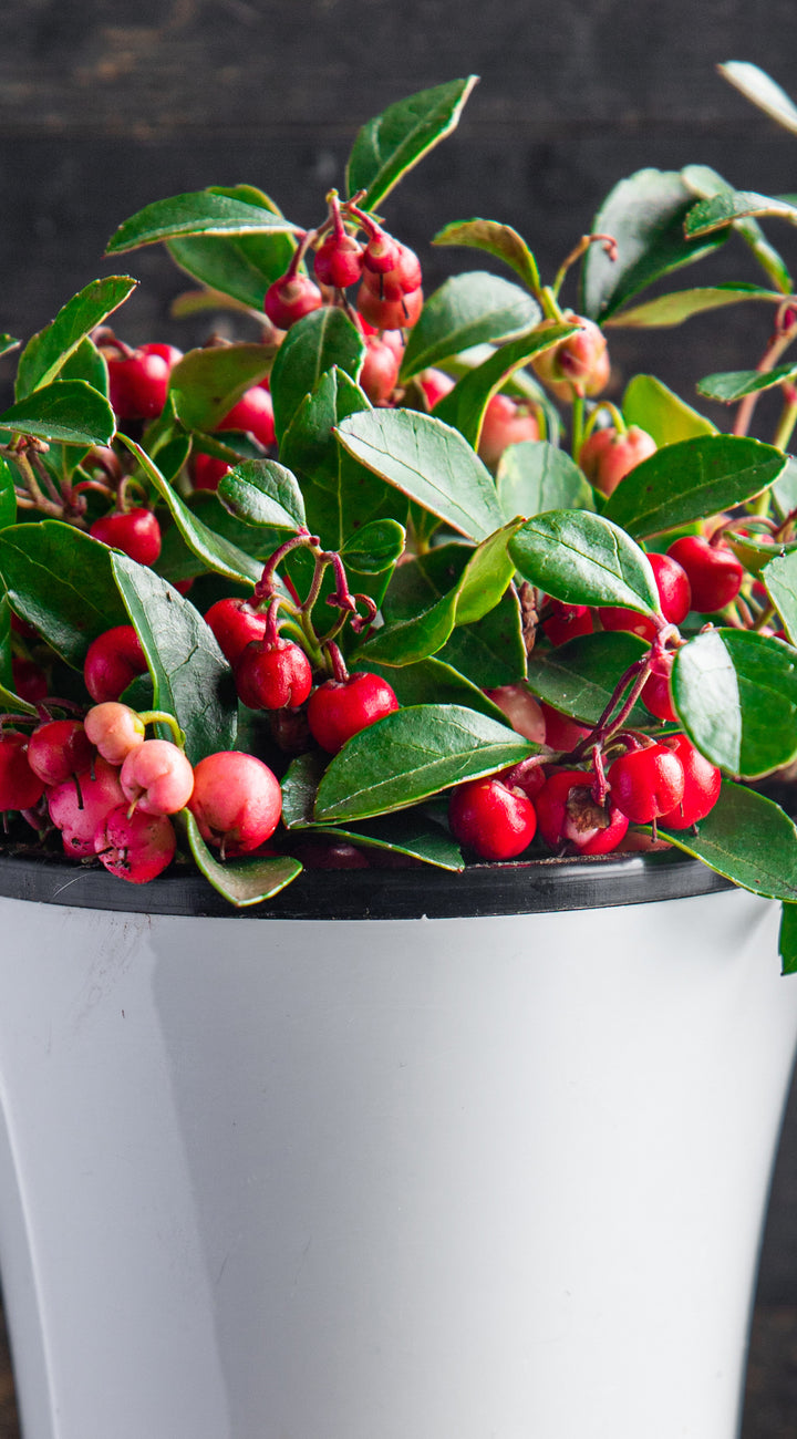 Potted wintergreen plant with red berries and green leaves on a dark background