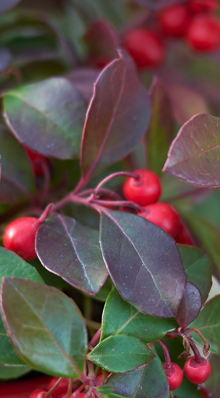 Close-up of red wintergreen berries and green leaves