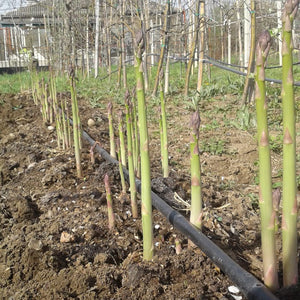 Close-up of Walker Deluxe asparagus crowns with tight green spears and purplish-green tips emerging from soil