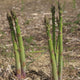 MARY WASHINGTON-ASPARAGUS