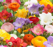 Multicolored flowers including red, yellow, pink, and purple in a garden setting. This is a mix of various flower types.