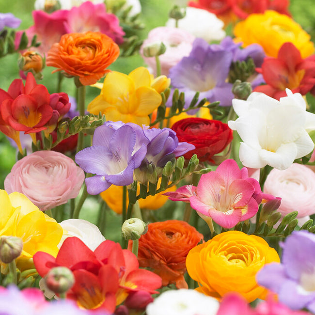 Multicolored flowers including red, yellow, pink, and purple in a garden setting. This is a mix of various flower types.