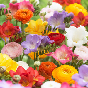 Multicolored flowers including red, yellow, pink, and purple in a garden setting. This is a mix of various flower types.