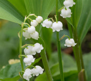 White lily of the valley convallaria flowers of the bell-shaped variety with green leaves on a blurred natural background