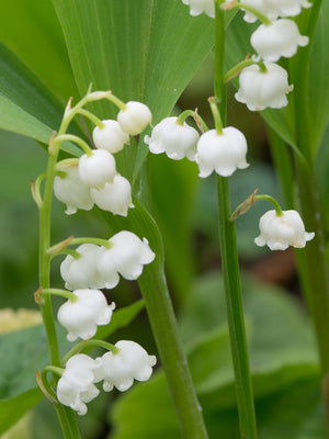 White lily of the valley convallaria flowers of the bell-shaped variety with green leaves on a blurred natural background
