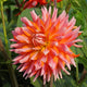 Close-up of a vibrant orange turmoil dahlia flower with green leaves in the background