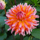 Close-up of a pink and orange turmoil Dahlia flower with green leaves in the background.