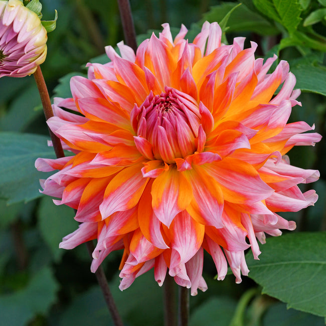 Close-up of a pink and orange turmoil Dahlia flower with green leaves in the background.