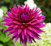 Close-up of a vibrant pink ambition dahlia flower with a blurred green background