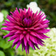 Close-up of a vibrant pink ambition dahlia flower with a blurred green background