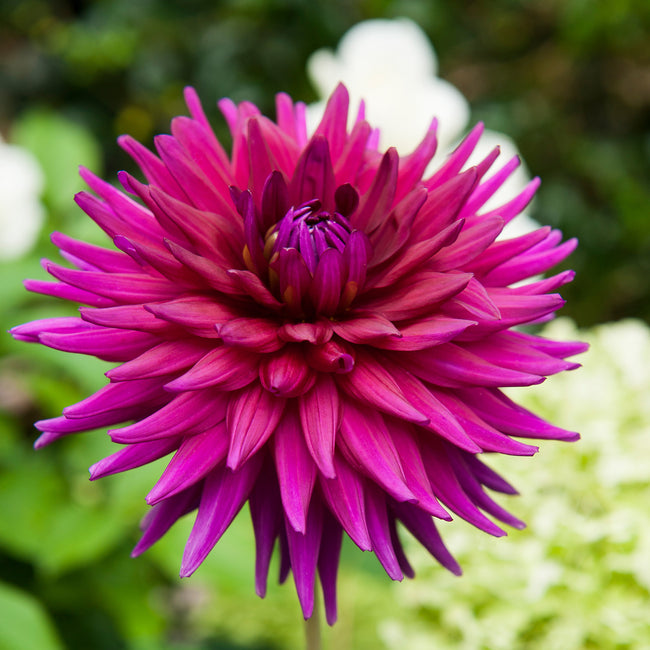 Close-up of a vibrant pink ambition dahlia flower with a blurred green background