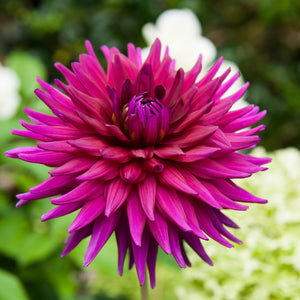 Close-up of a vibrant pink ambition dahlia flower with a blurred green background