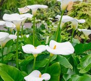 Front view of Aethiopica calla lily bloom showing ivory trumpet-shaped spathe and central golden spadix with green leaves