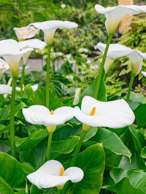 Front view of Aethiopica calla lily bloom showing ivory trumpet-shaped spathe and central golden spadix with green leaves