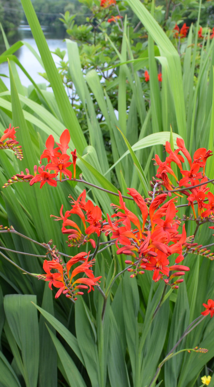 Close-up of Fire Starter crocosmia showing bright red flowers on arching stems with sword-shaped green leaves